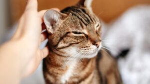 Comment calmer les chaleurs d’un chat femelle ?