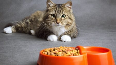 Comment mettre un chat au régime ?