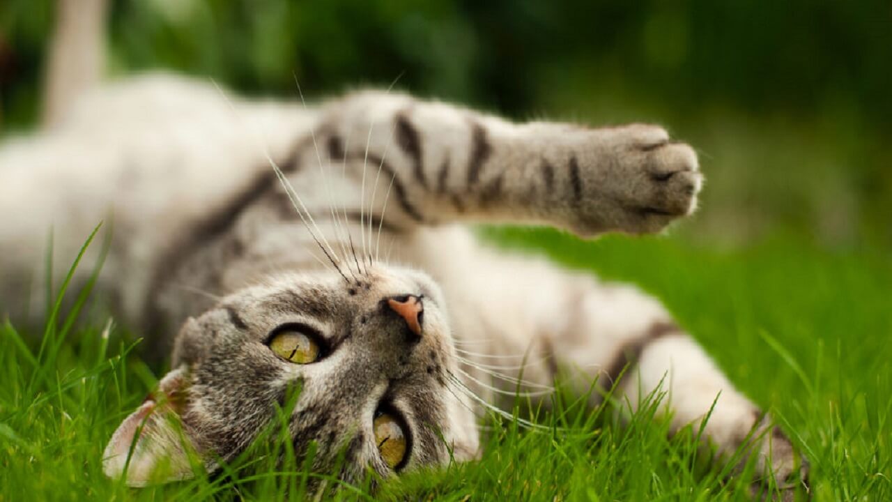Pourquoi mon chat se roule-t-il par terre ? 9 raisons possibles
