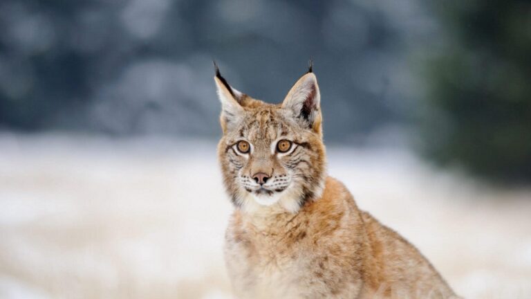 Pourquoi dit-on "avoir un œil de lynx"
