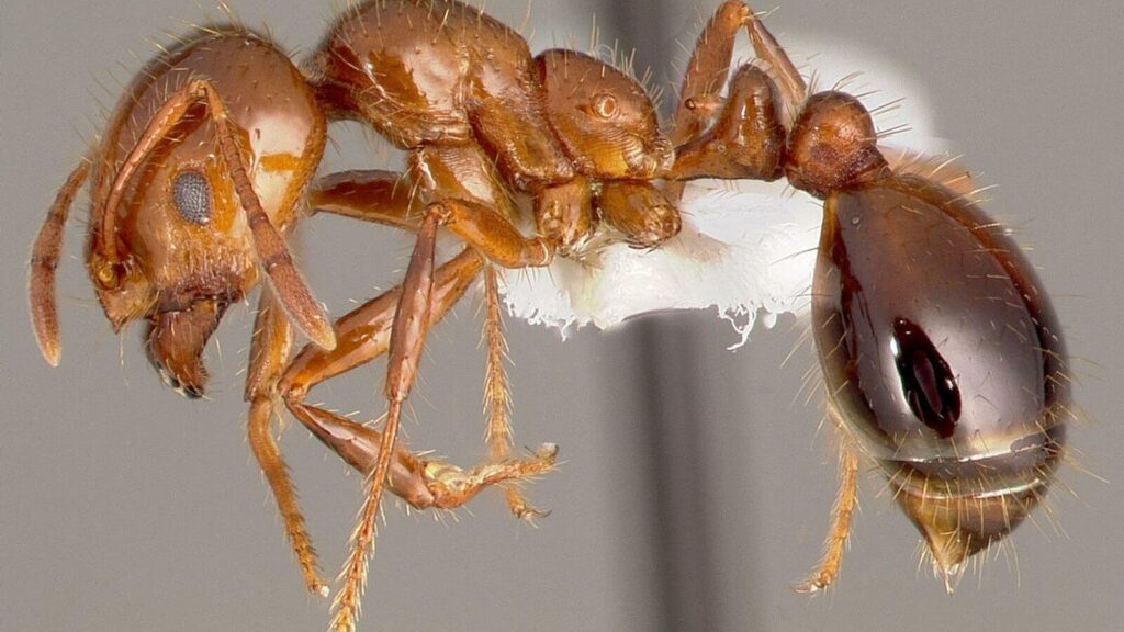La fourmi de feu, un insecte extrêmement dangereux