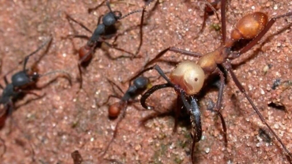 La fourmi légionnaire, un insecte dangereux
