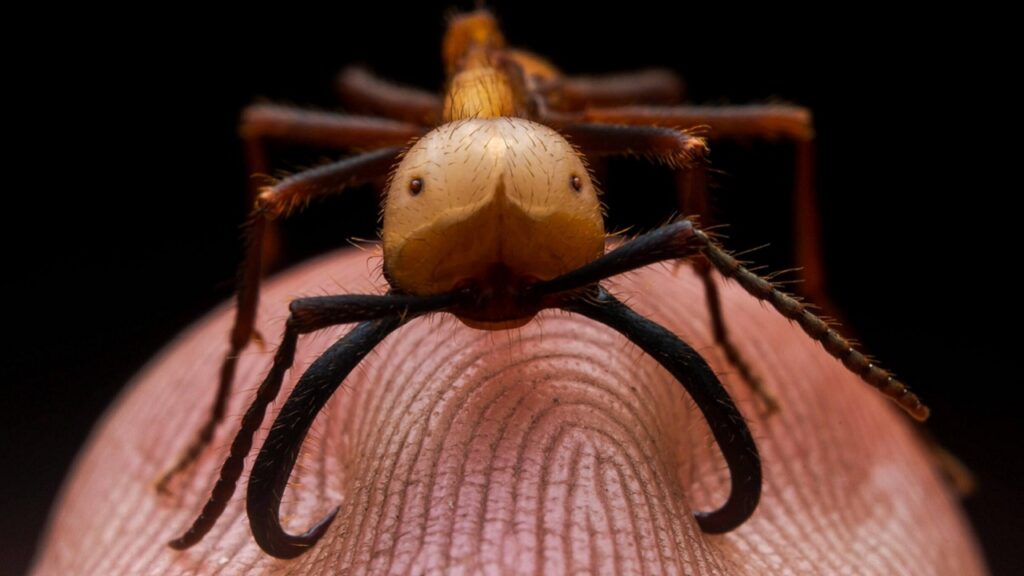 Une fourmi magnan, un insecte hyper dangereux