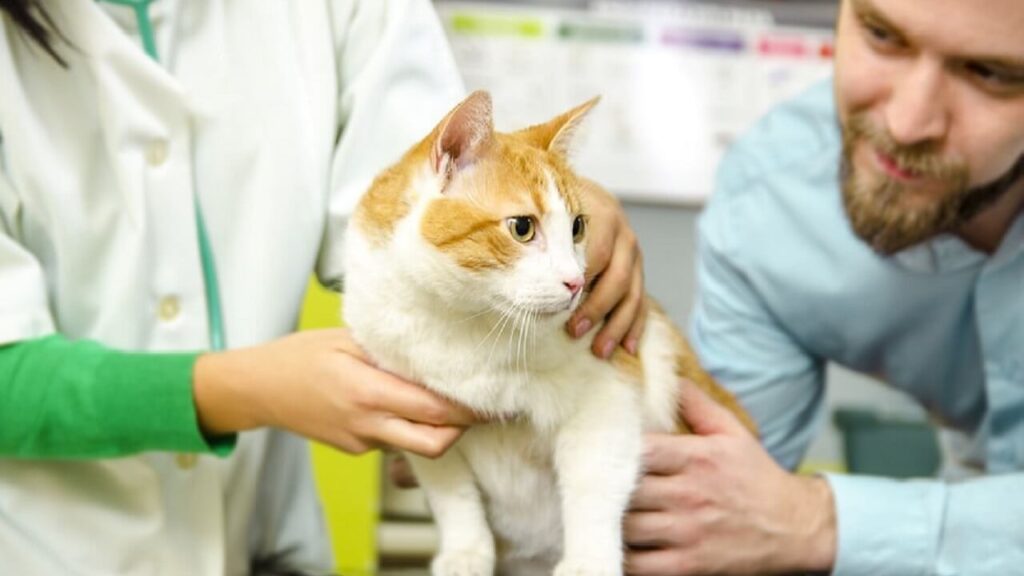 La pose d’implants sous la peau d'un chat
