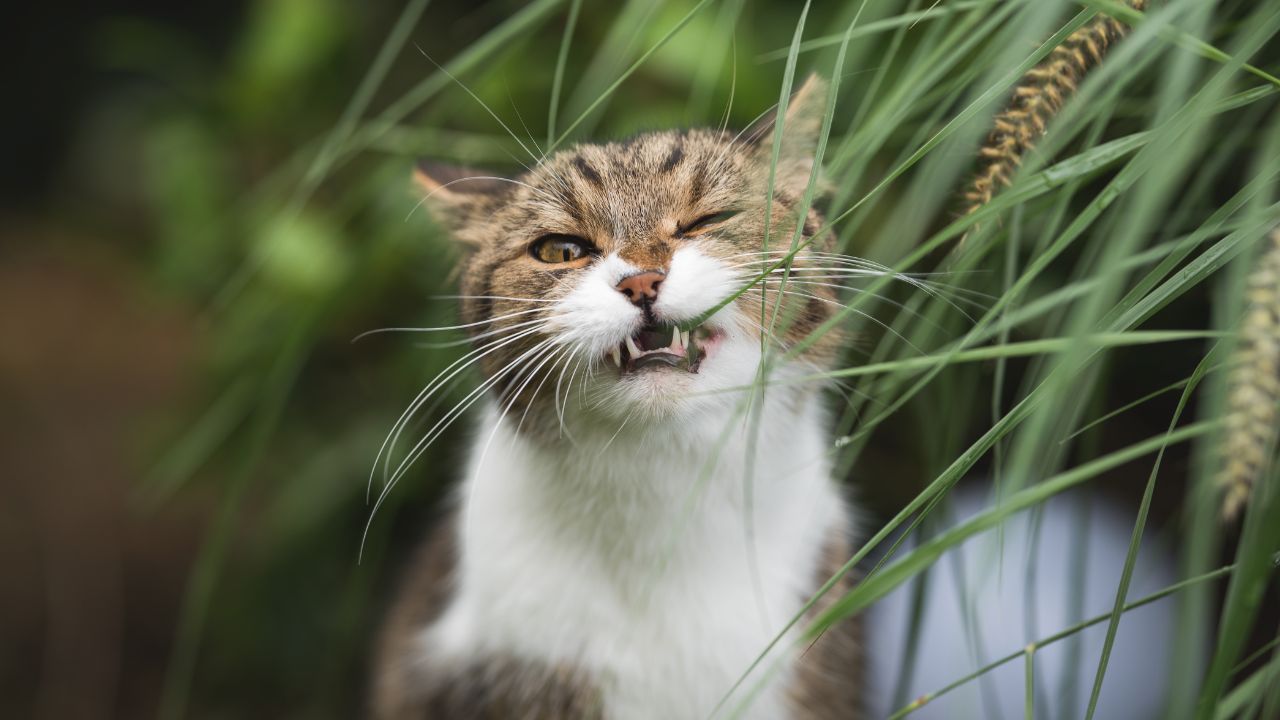 Pourquoi Votre Chat Ou Votre Chien Mange T Il De L Herbe Pourquoi Votre Chat Ou Votre Chien Mange T Il De L Herbe
