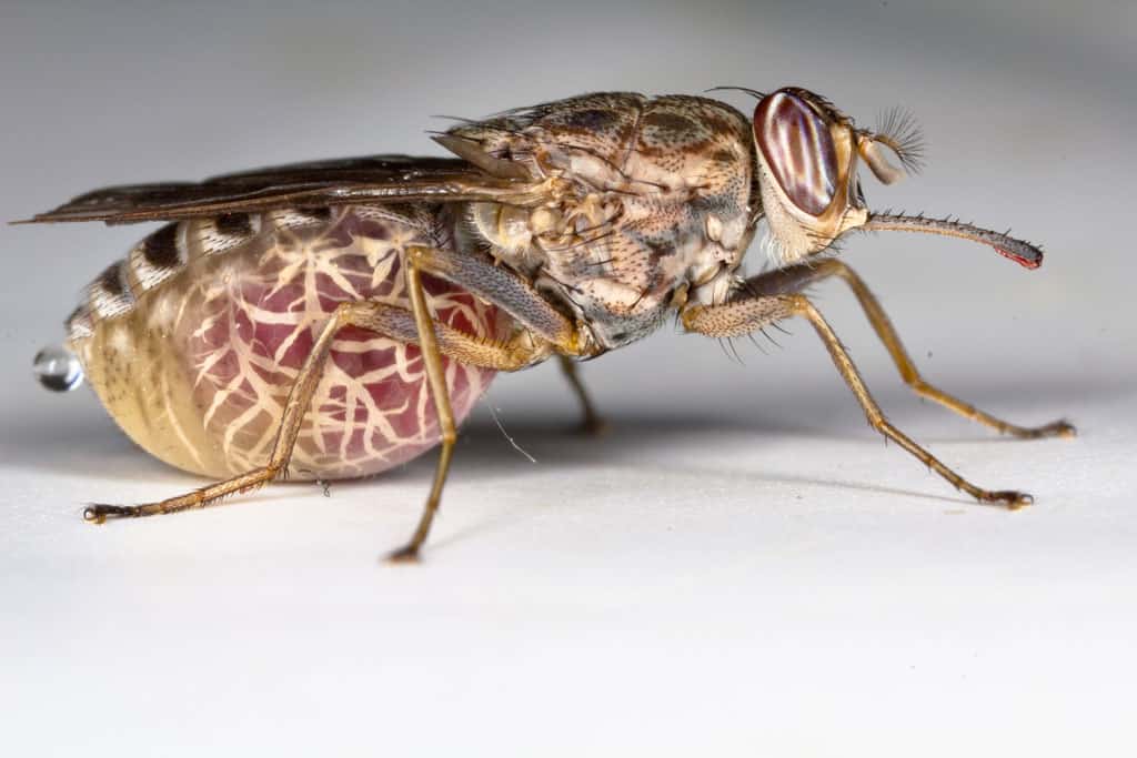 L'œstridé, un insecte extrêmement dangereux