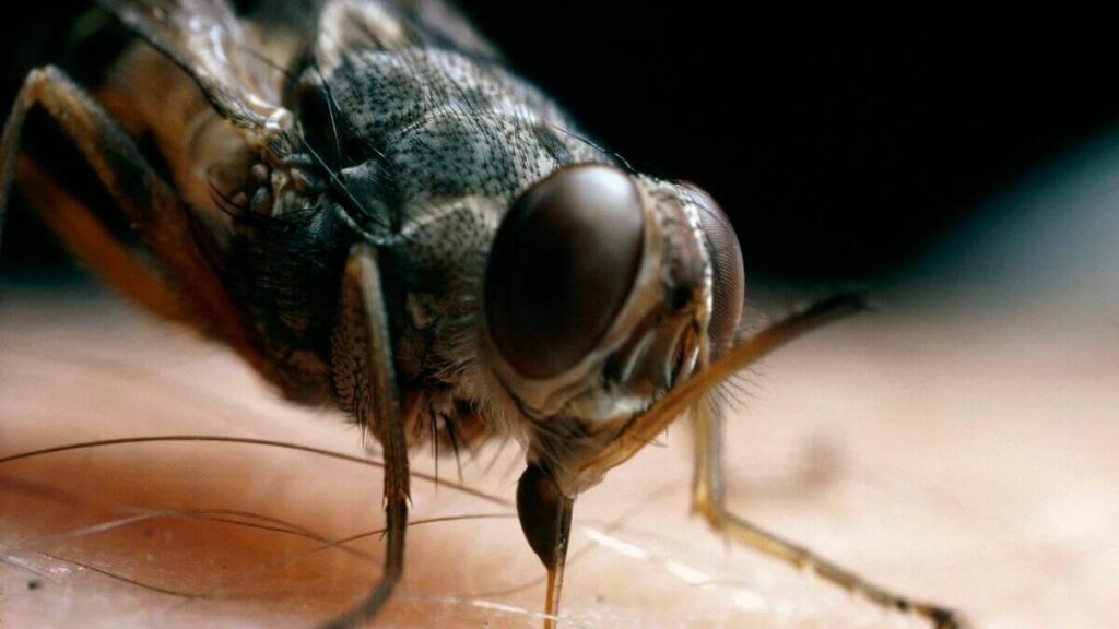 La mouche Tsé-Tsé, un insecte extrêmement dangereux
