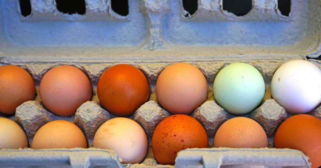 Pourquoi la couleur d'un œuf est différente d'un autre