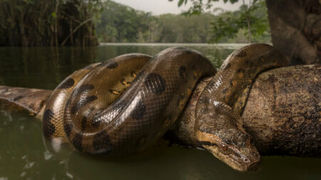 Quel est le plus grand serpent du monde ? Top 10 !
