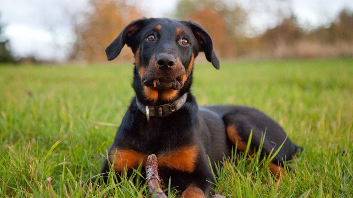 beauceron tall ice 