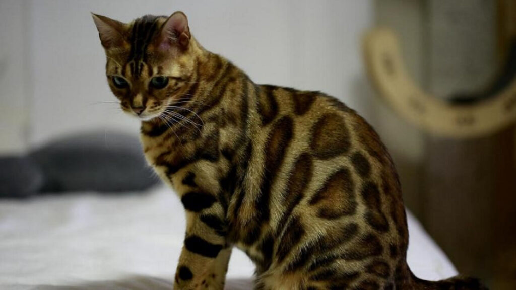 Bengal, a breed of cat