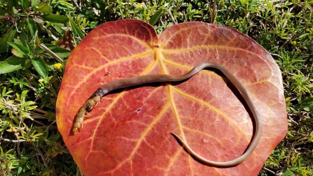 Le serpent à couronne de roche retrouvé mort