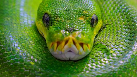 La tête d'un serpent vert dangereux