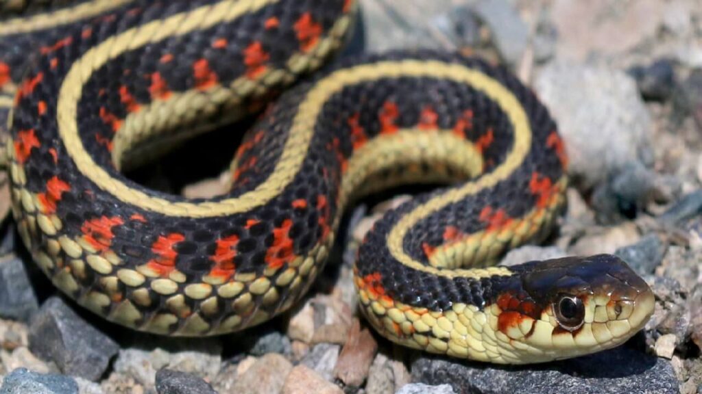 Le serpent le plus rare d'Amérique du Nord est retrouvé mort