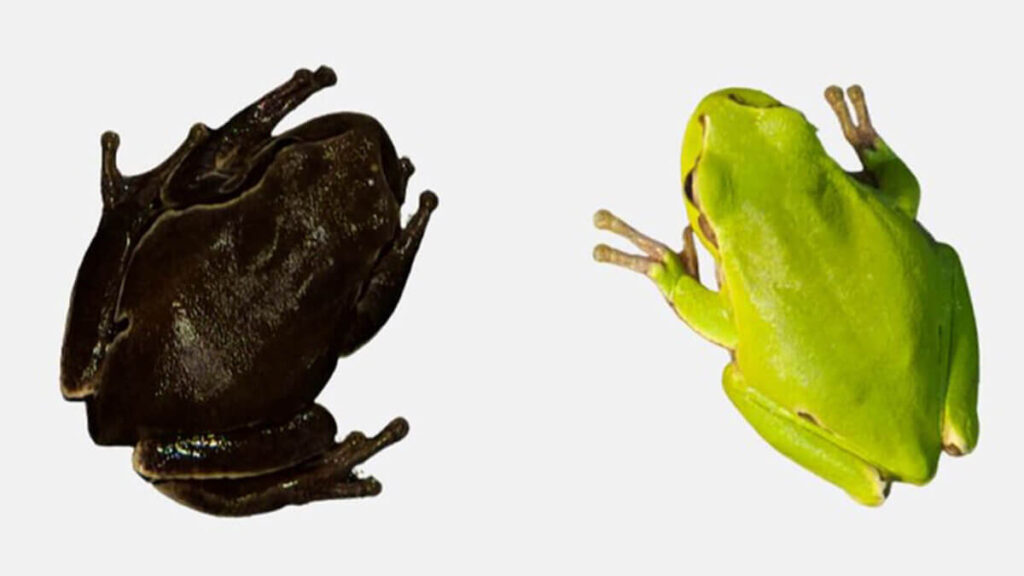 Deux espèces de grenouilles