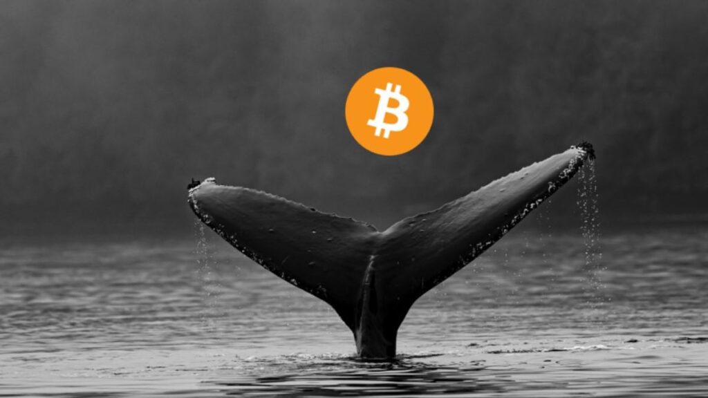 Une baleine à prendre au sérieux pour le marché des cryptomonnaies