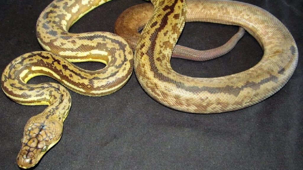 Le Python de Timor, l'un des serpents du monde