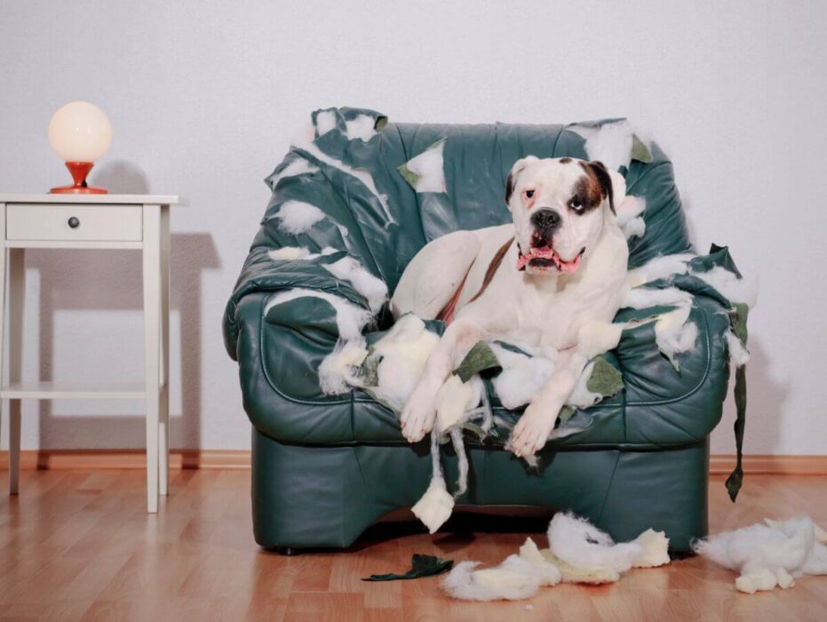 Un chien qui a détruit un canapé