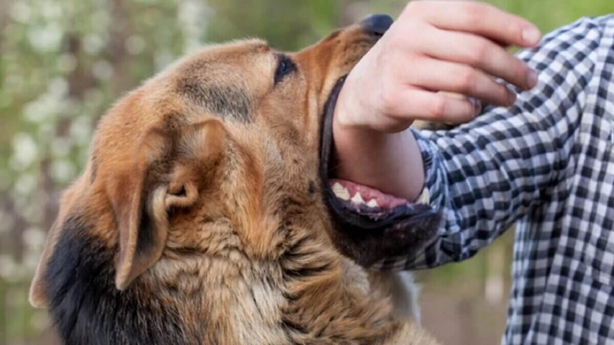 Un chien peut-il faire semblant de d'avoir mal ou de boiter
