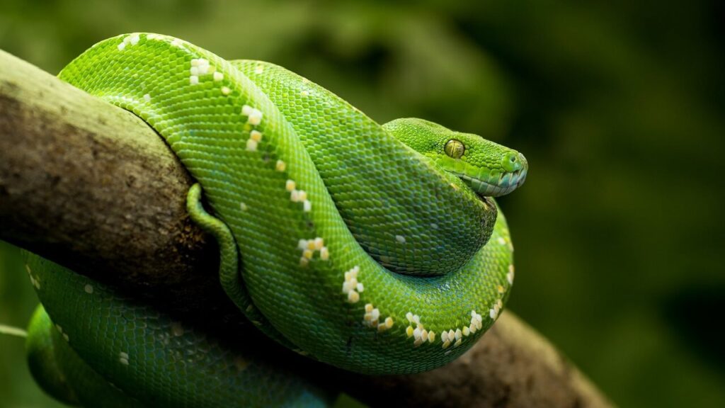 Le python émeraude, l'un des plus beaux serpents du monde