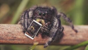 Reconnaitre un insecte avec une photo : top 5 applications smartphone
