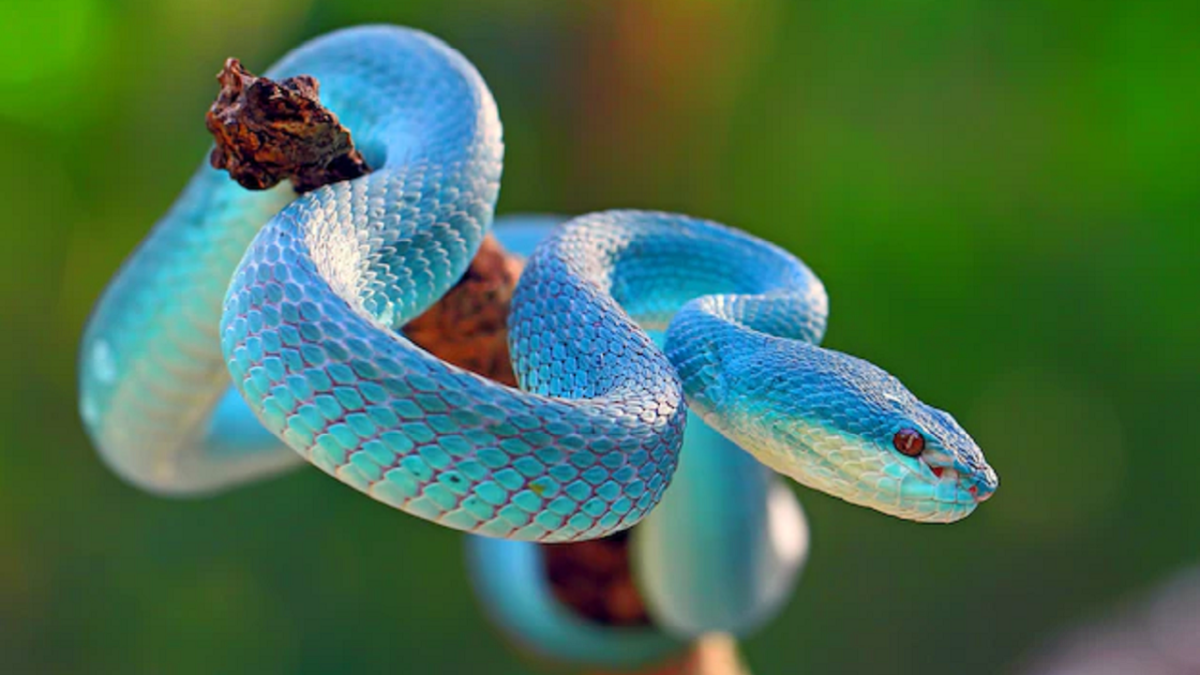 Quel Est Le Serpent Le Plus Beau Du Monde Top 10 Quel Est Le Serpent Le Plus Beau Du Monde Top 10