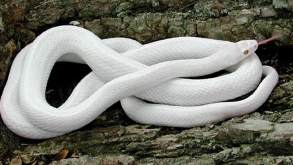 Le serpent ratier blanc du Texas
