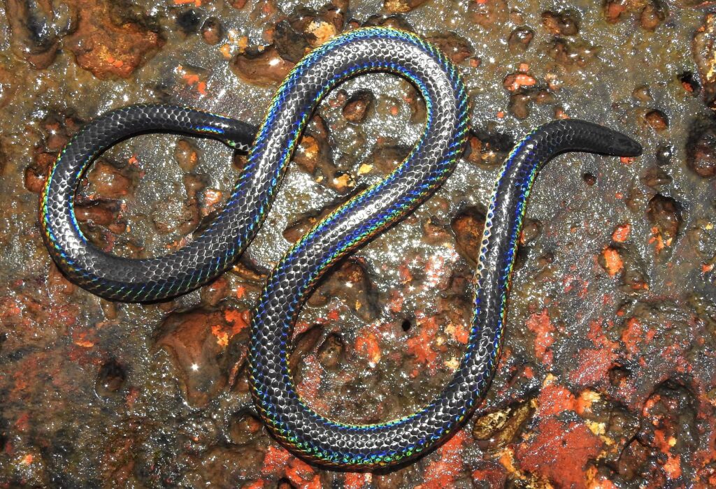 Le Shieldtail noir à deux lignes, l'un des serpents les plus beaux du monde