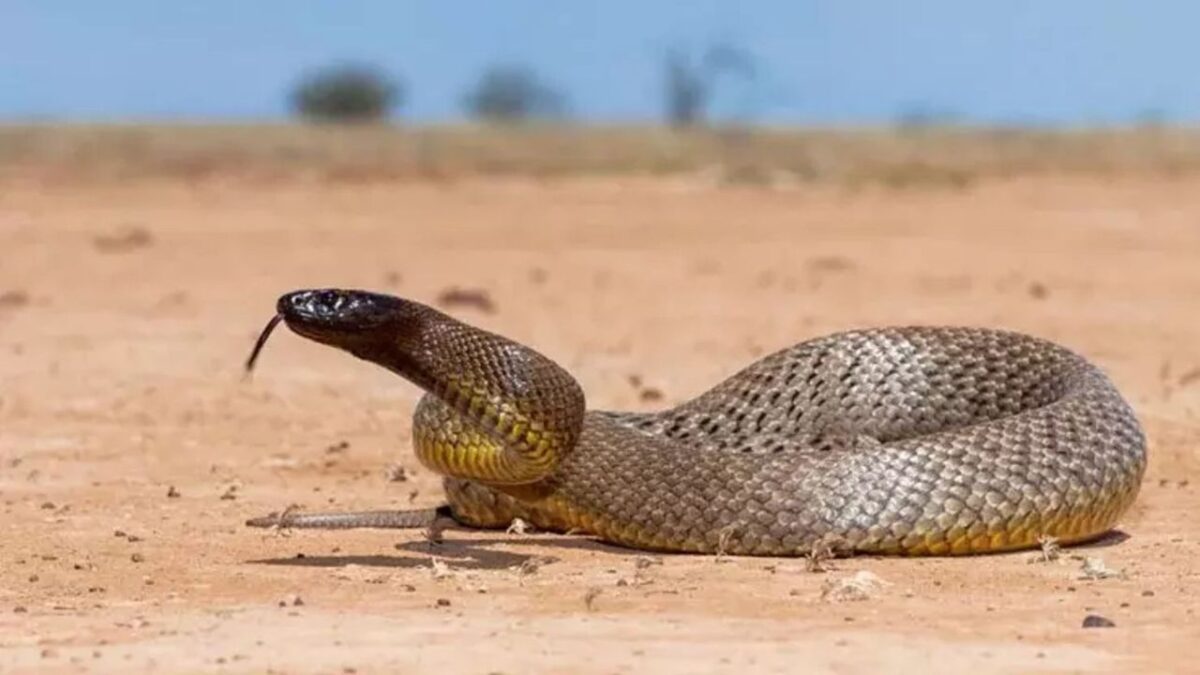 Quel est l'animal le plus venimeux du monde ? Top 10
