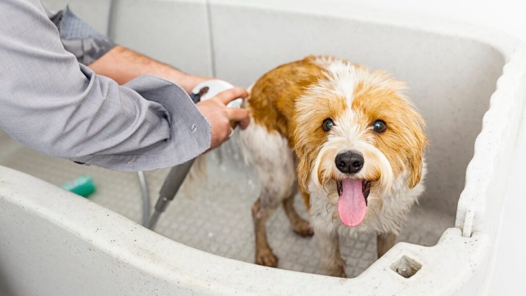 Un homme qui lave son chien
