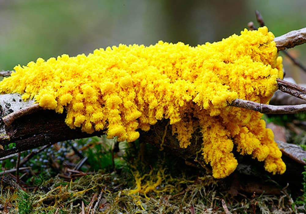 Un blob jaune en forêt
