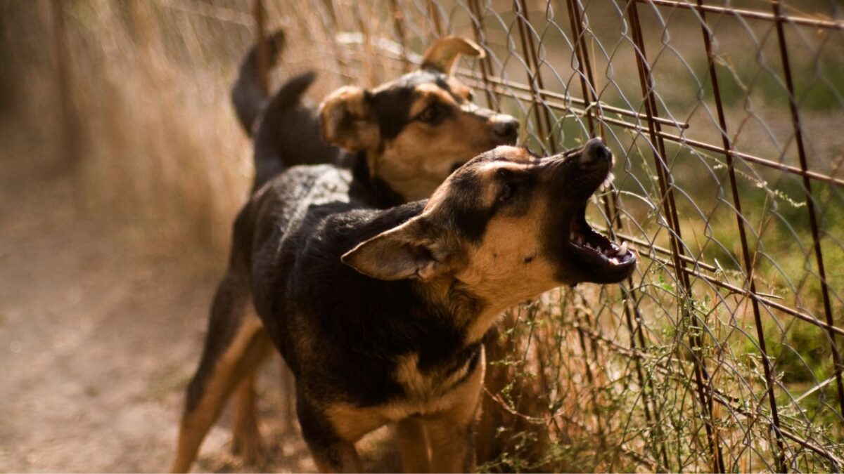 Un chien peut-il faire semblant de d'avoir mal ou de boiter