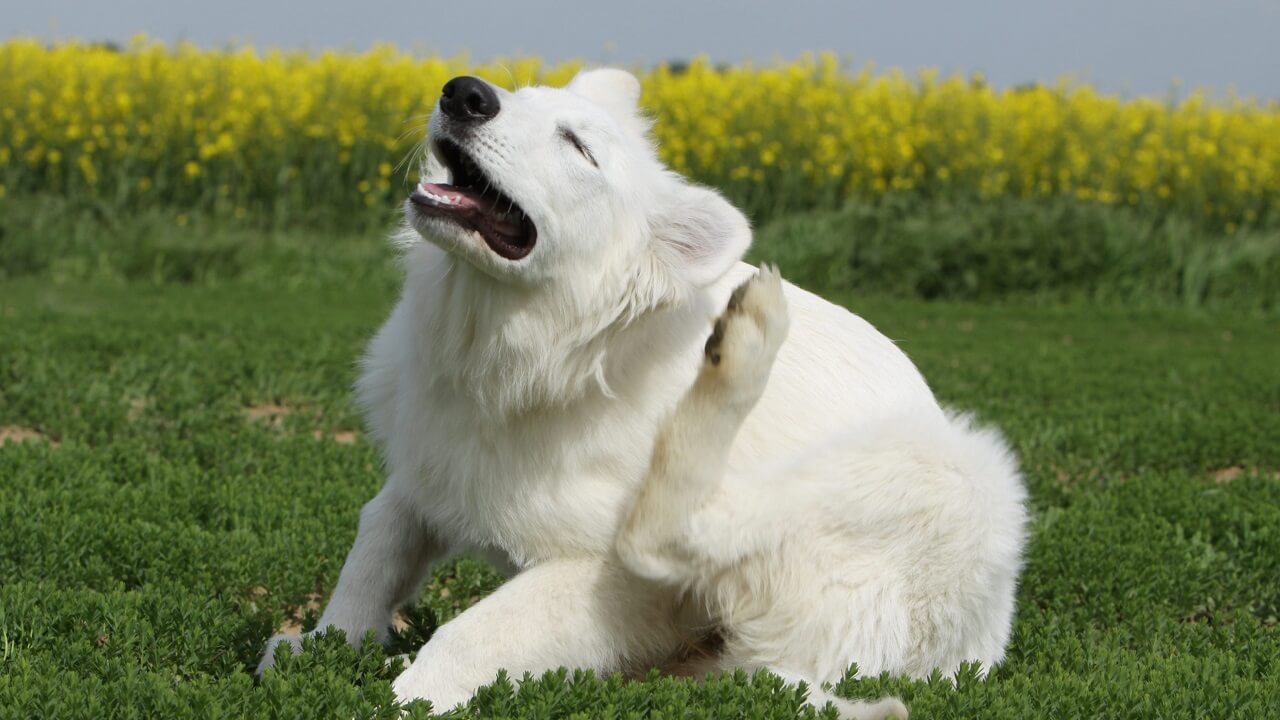 Mon chien se gratte : 7 remèdes de grand-mère pour le soulager
