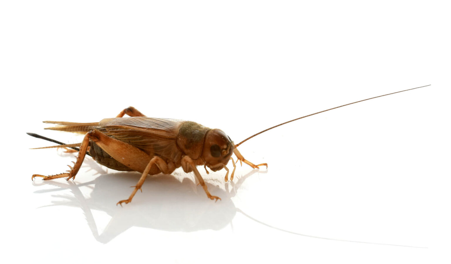 Quels sont les insectes qui ressemblent aux cafards ou blattes — free download