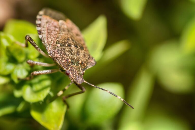 Quels sont les insectes qui ressemblent aux cafards ou blattes — free download