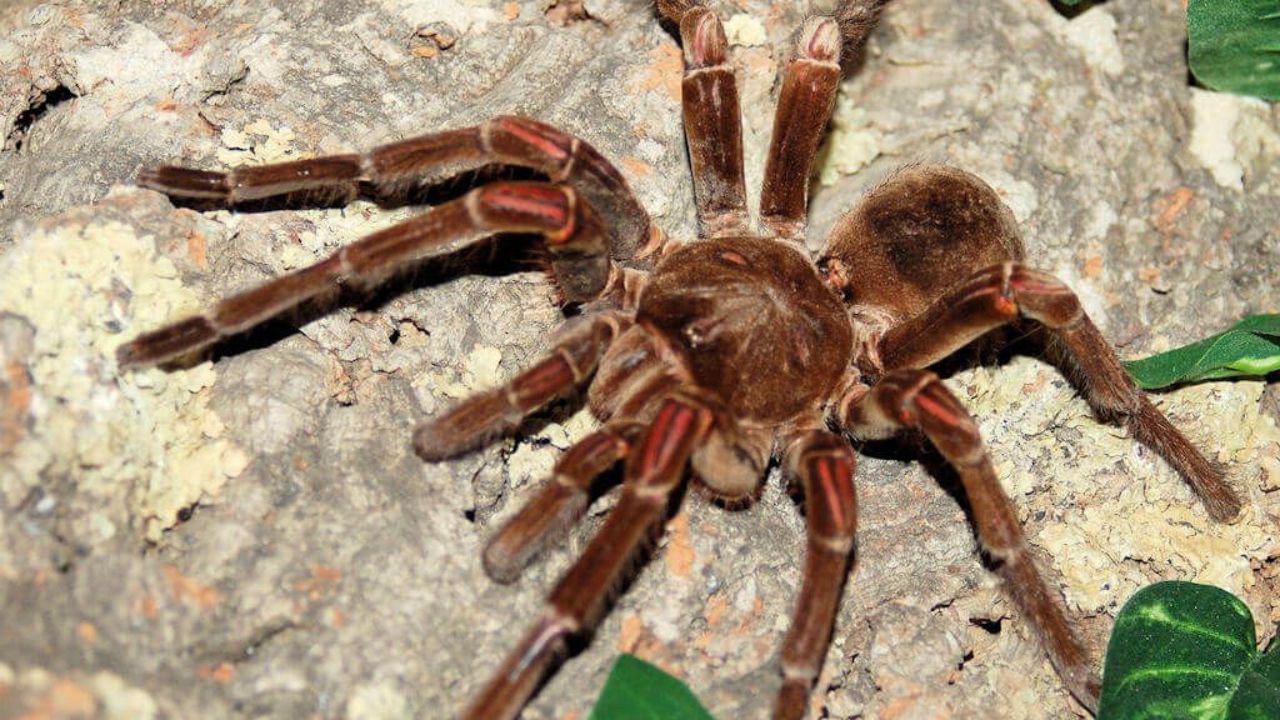 Quelle est l'araignée la plus grande du monde ? Top 10