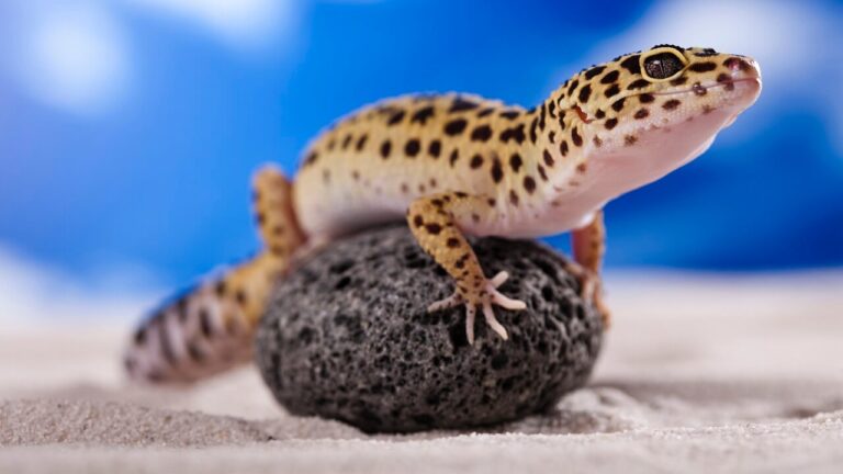 Meilleurs geckos à adopter