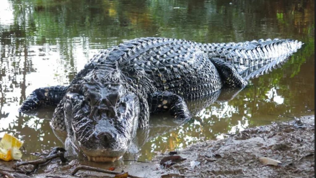 caiman noir reptile le plus grand du monde top tortue serpent lezard crocodile (1)