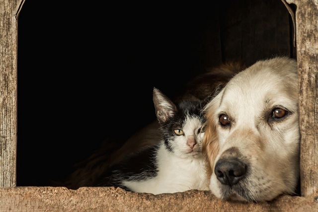 un chien mignon et un chat accolés joue contre joue