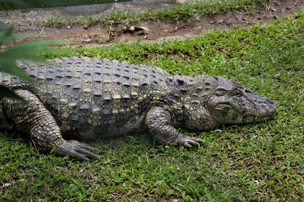 Alligator au museau court