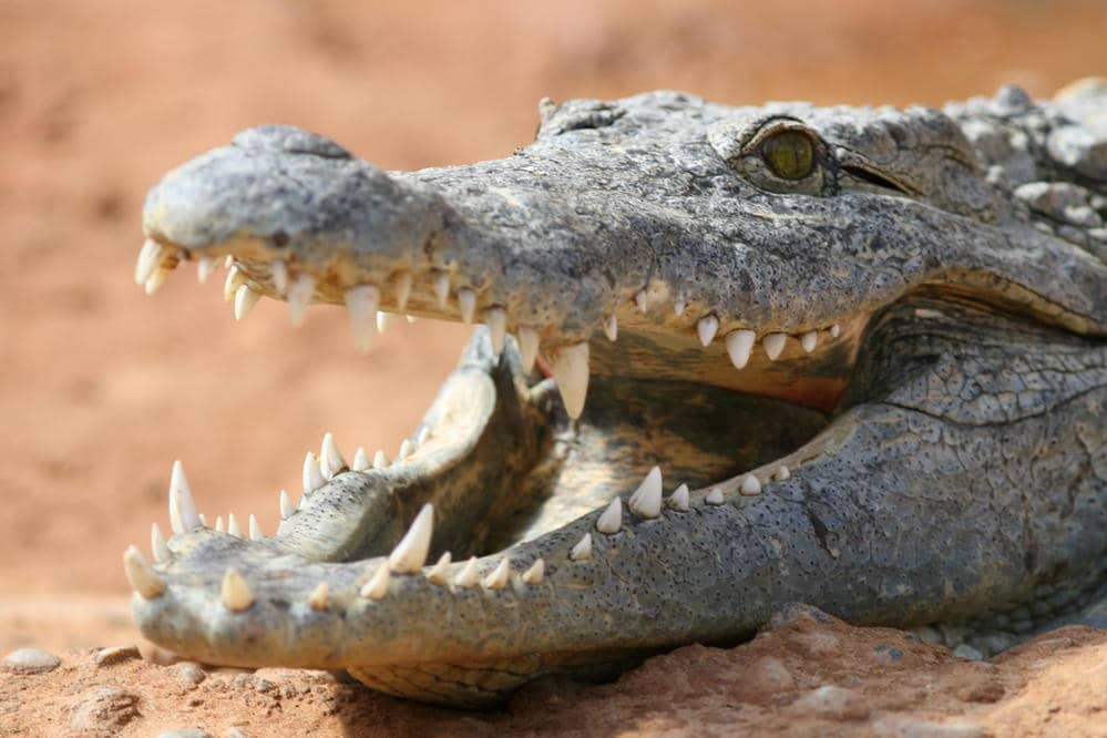 Crocodile avec la bouche en V