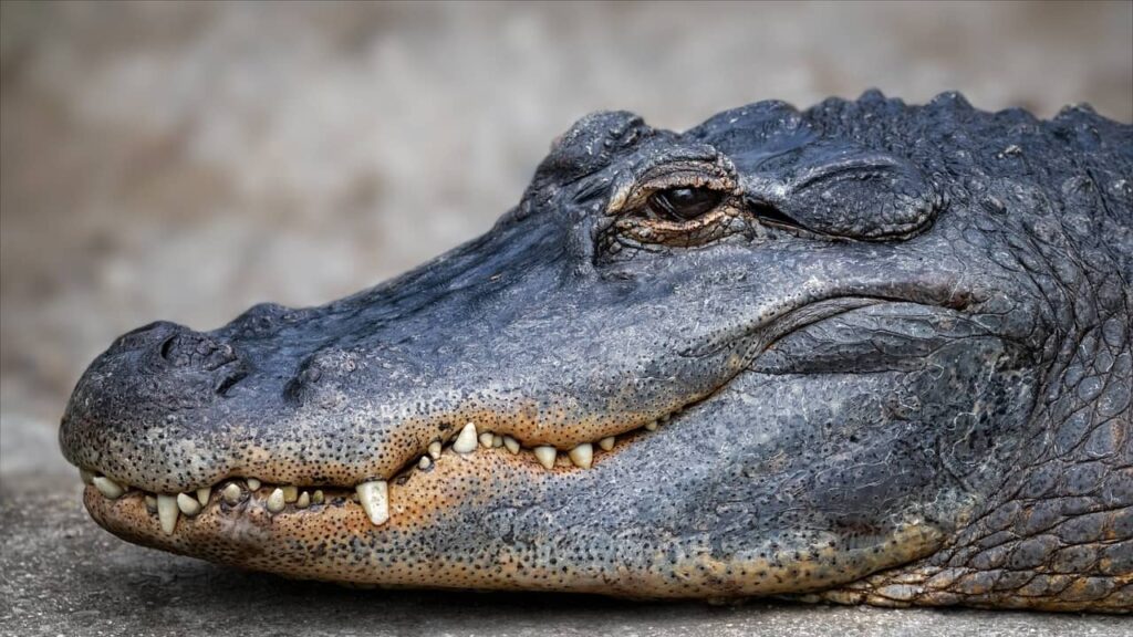 Différence entre Crocodile, Alligator et Caiman