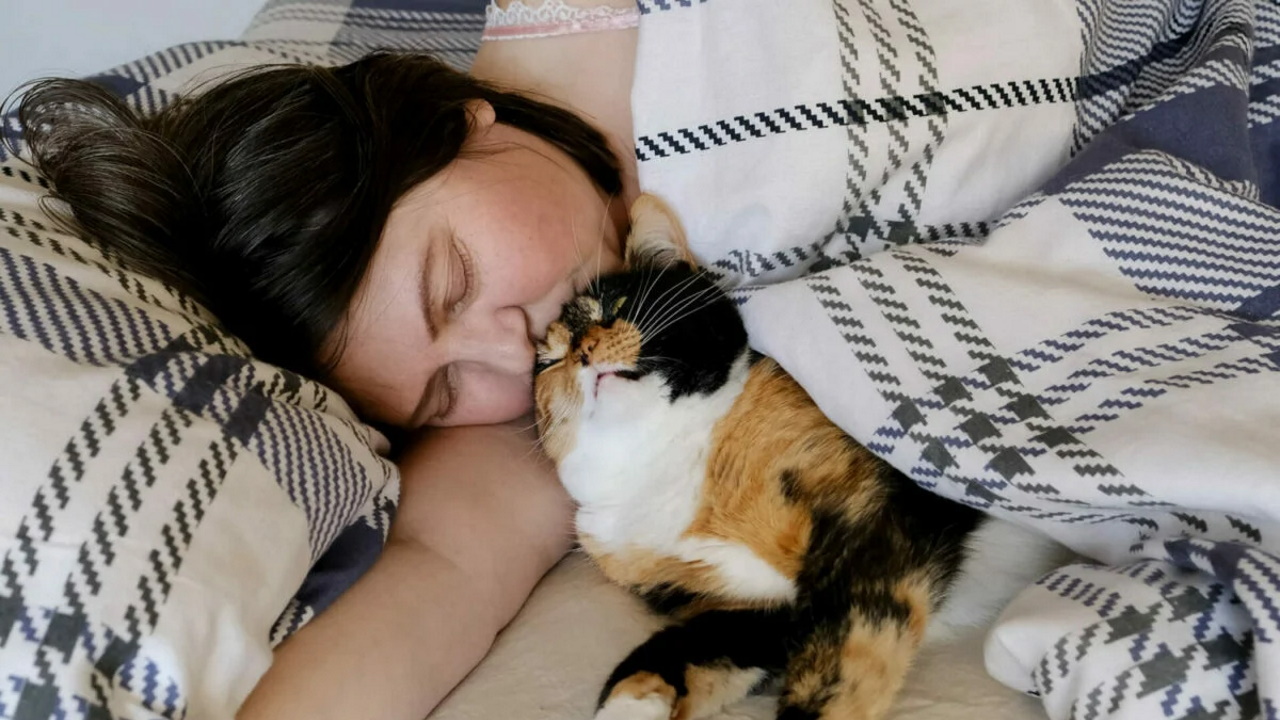 Mon chat dort sur moi quelle signification spirituelle