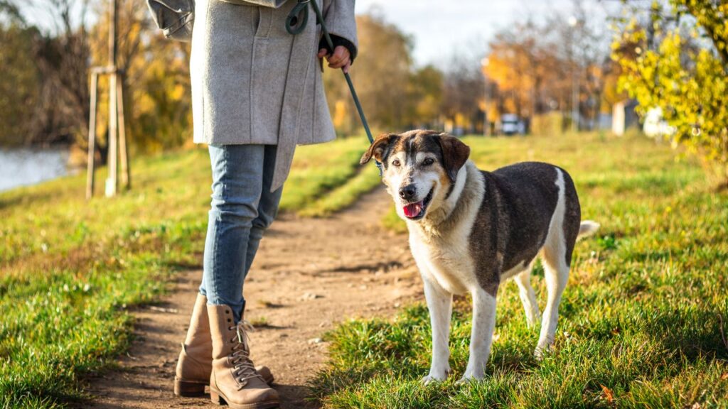 promenade chien temps ideal sortie (2)