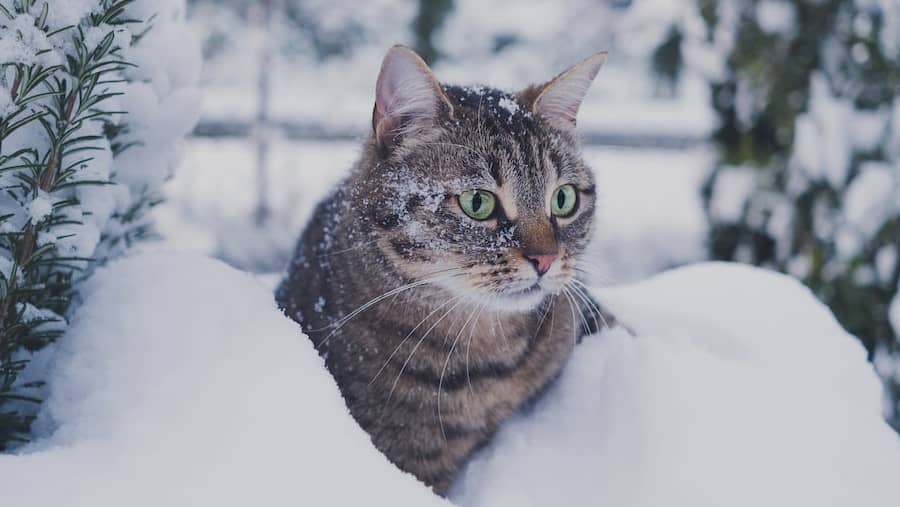 chat dans la neige
