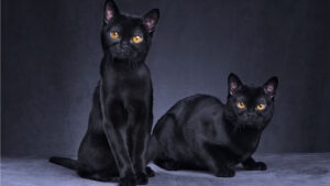chat noir quelle superstition