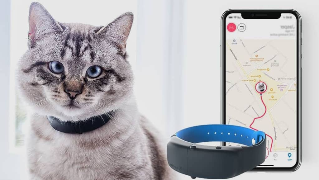 collier gps pour chat