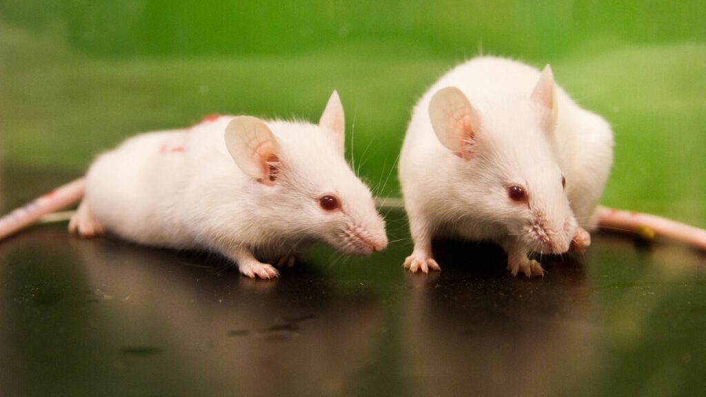 Des chercheurs ont étudié les bases de la communication chez la souris