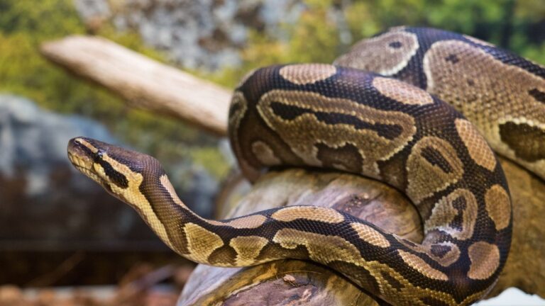 Roytal Python On Rocks Fiche d'élevage : comment maintenir un python royal en captivité