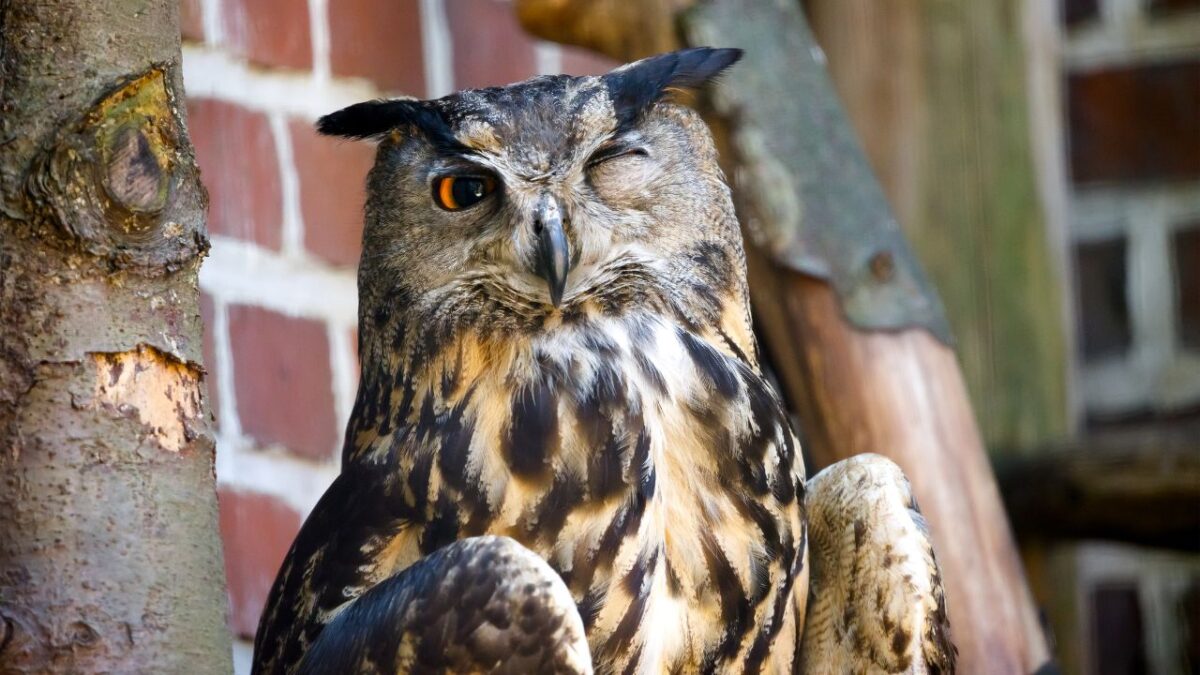 Hibou Vs Chouette Les Diff rences Entre Ces 2 Rapaces